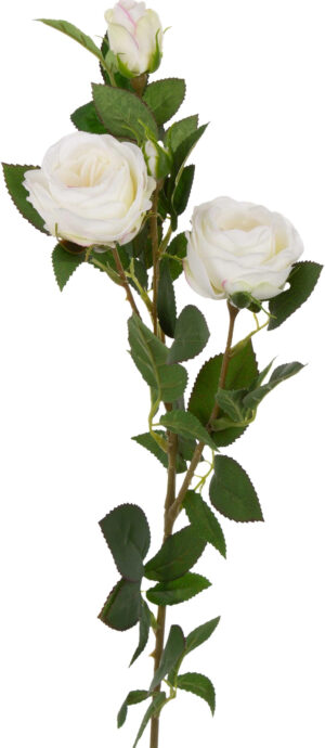 RÓŻA ANGIELSKA ECRU GAŁĄZKA 78 CM