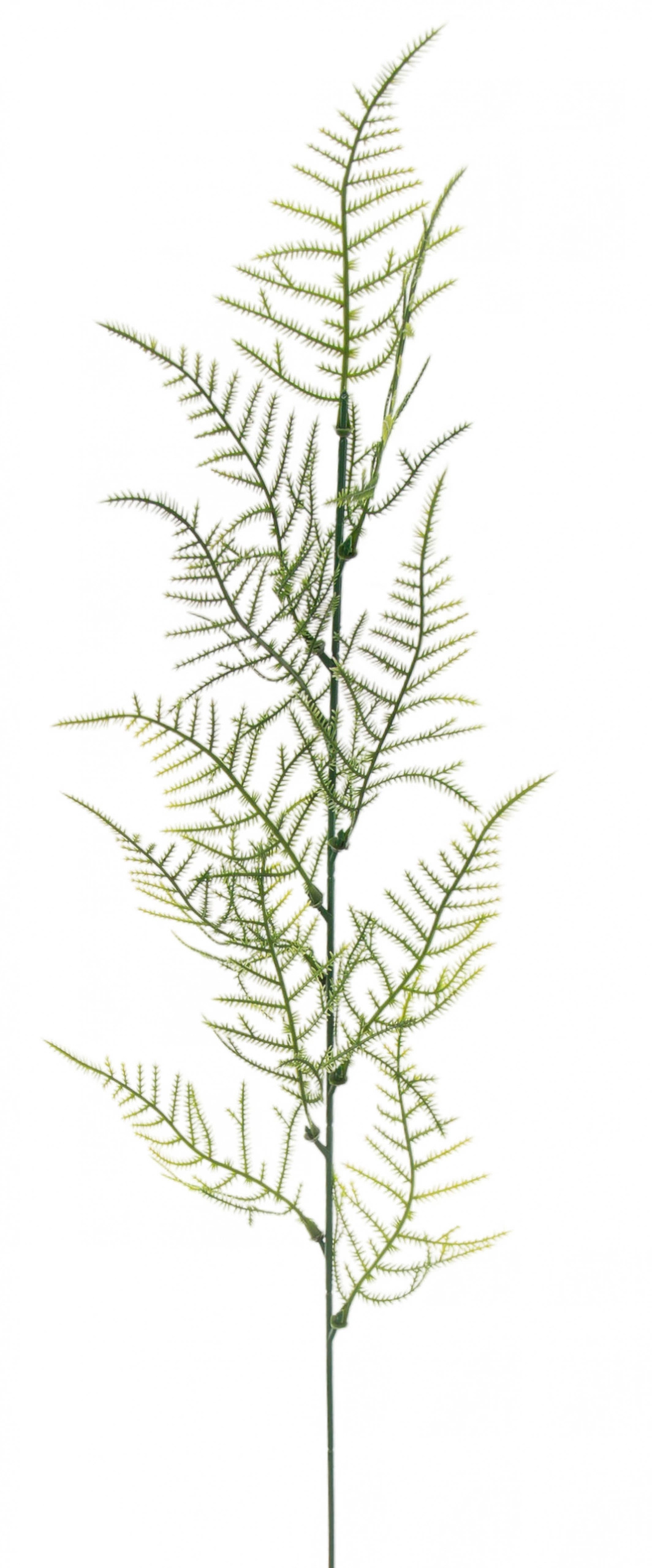PLUMOSUS ASPARAGUS GAŁĄZKA 12X KWIATY SZTUCZNE - obrazek 3