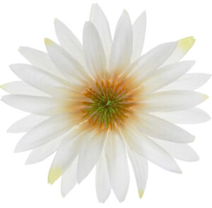 ASTER LEMON RUDBEKIA JEŻÓWKA GŁÓWKA WYROBOWA