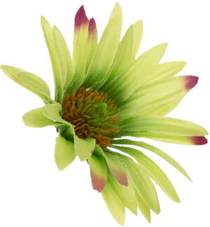 ASTER AUTUMN GREEN ZIELONY RUDBEKIA JEŻÓWKA GŁÓWKA WYROBOWA