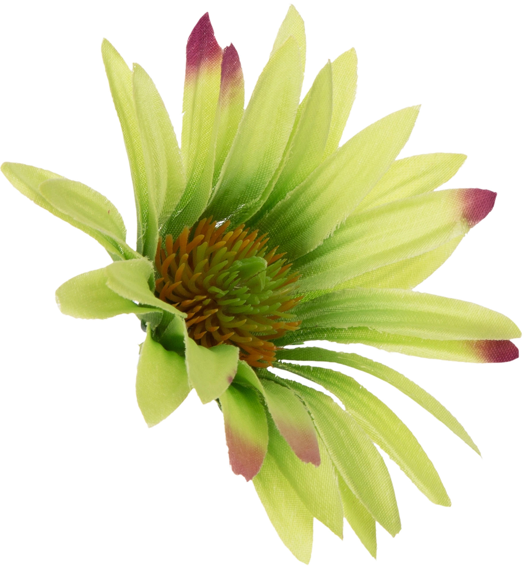 ASTER AUTUMN GREEN ZIELONY RUDBEKIA JEŻÓWKA GŁÓWKA WYROBOWA