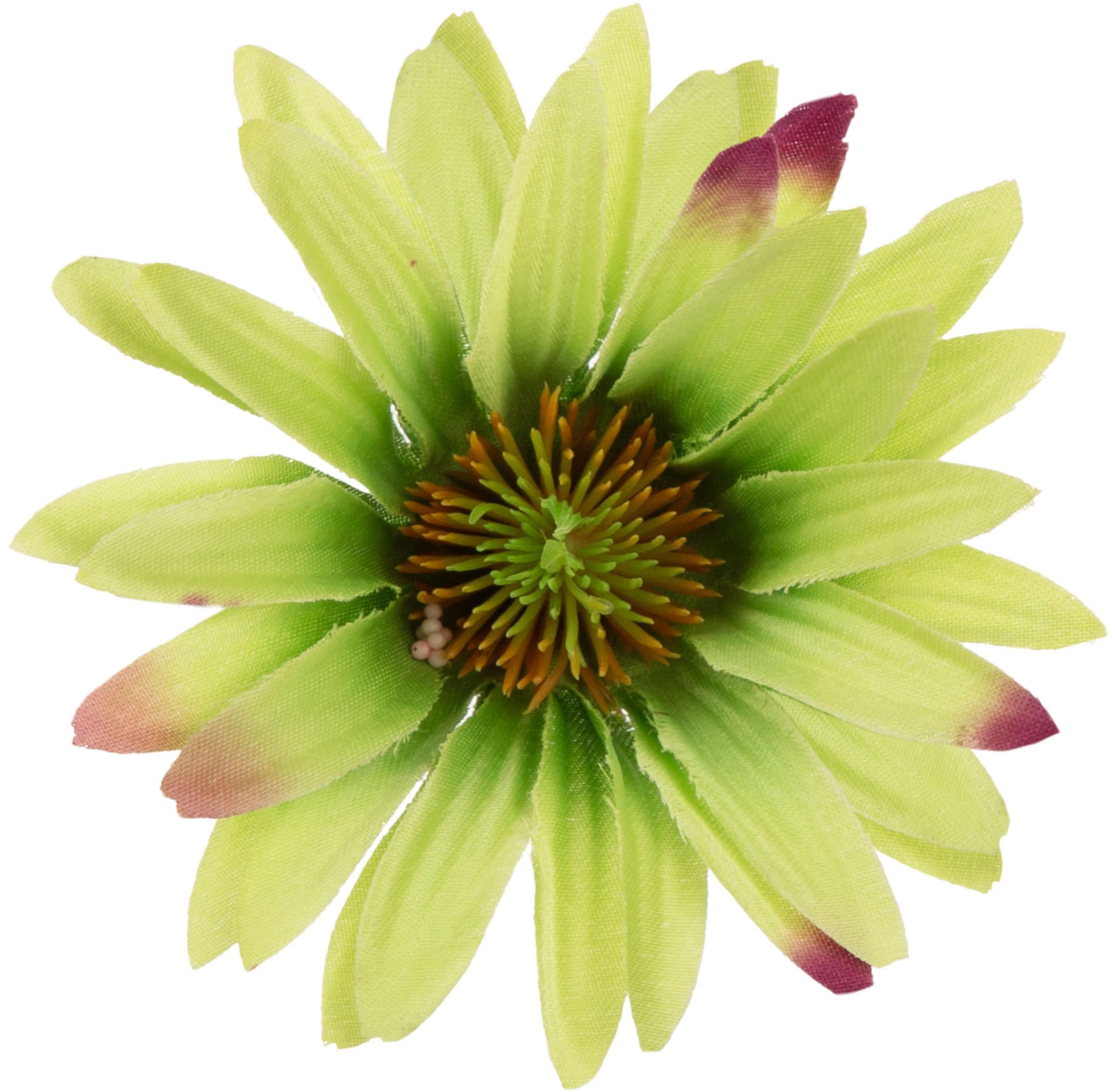 ASTER AUTUMN GREEN ZIELONY RUDBEKIA JEŻÓWKA GŁÓWKA WYROBOWA - obrazek 2
