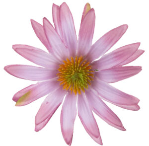 ASTER AUTUMN DK PINK RUDBEKIA JEŻÓWKA GŁÓWKA WYROBOWA