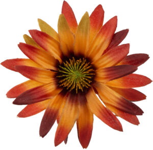 ASTER BROWN RUDBEKIA JEŻÓWKA GŁÓWKA WYROBOWA