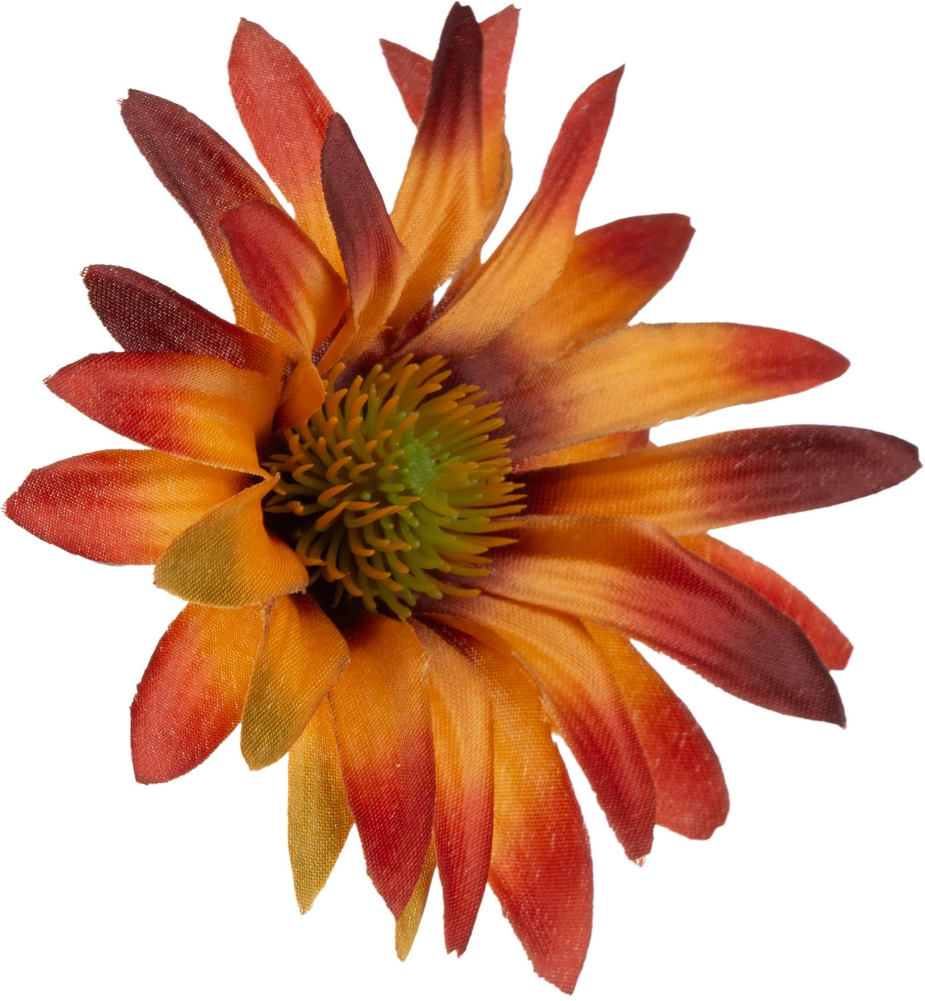ASTER BROWN RUDBEKIA JEŻÓWKA GŁÓWKA WYROBOWA - obrazek 2