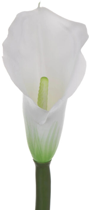 KALIA GUMOWA BIAŁA 71 CM