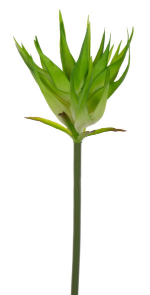 GUZMANIA LT GREEN ZIELONA GUMOWA 88 CM