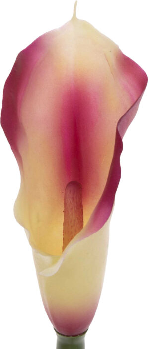 KALIA GUMOWA BEAUTY CREAM CIEMNY RÓŻ ŻÓŁTY 71 CM