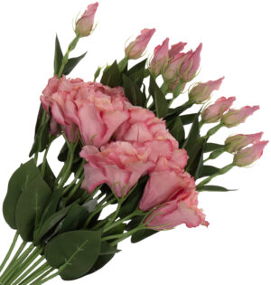 12X EUSTOMA DIRTY PINK GAŁĄZKA 48 CM