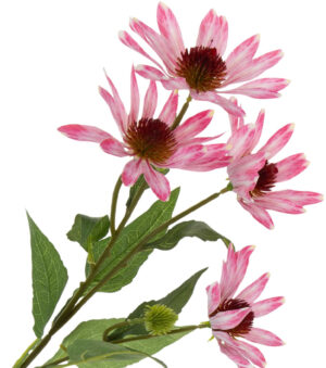 JEŻÓWKA RÓŻOWA RUDBEKIA GAŁĄZKA 72 CM
