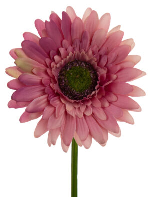 GERBERA DIRTY VIOLET GAŁĄZKA 46 CM ŁODYGOWA