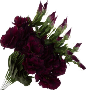 12X EUSTOMA BURGUND GAŁĄZKA 48 CM