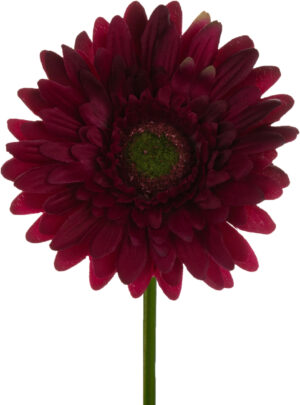 GERBERA BURGUND GAŁĄZKA 46 CM ŁODYGOWA