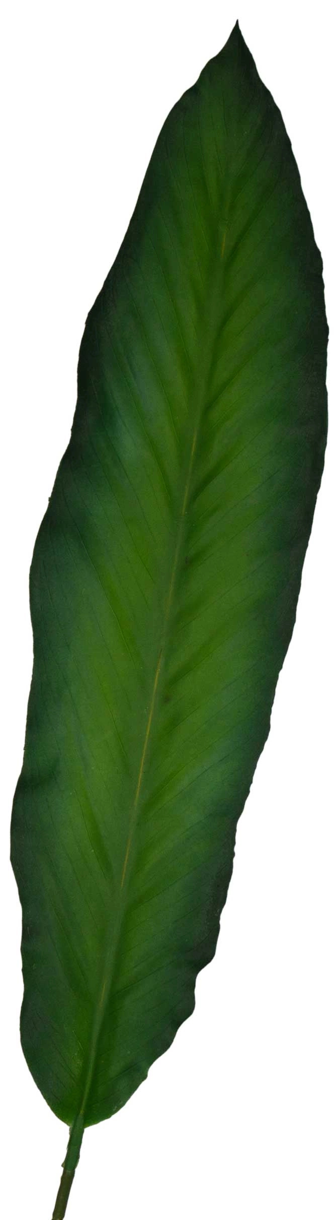 LIŚĆ GUMOWY STRELICJA 85 CM - obrazek 2