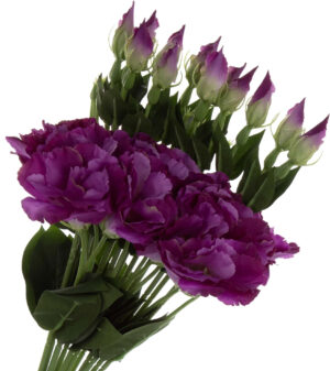 12X EUSTOMA LT VIOLET DR VIOLET GAŁĄZKA 48 CM