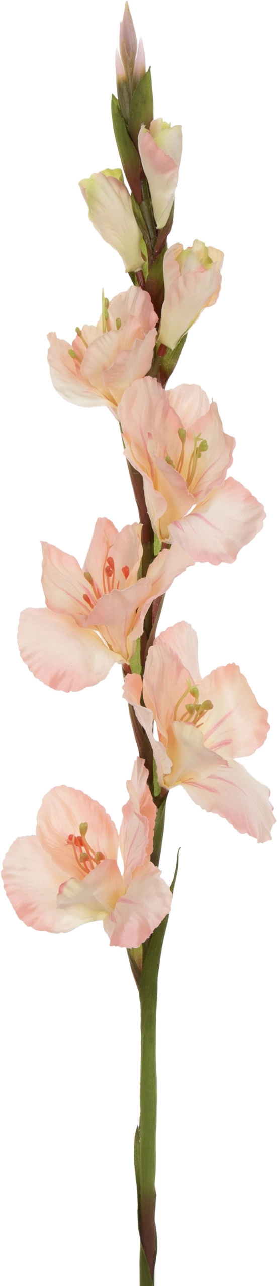 MIECZYK GLADIOLA LT. PINK JASNY RÓŻ 85 CM JAK ŻYWY