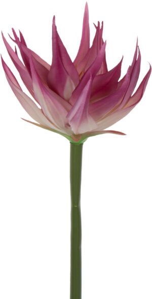 GUZMANIA POWDER PINK RÓŻOWA GUMOWA 88 CM