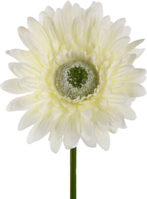 GERBERA CREAM GAŁĄZKA 46 CM ŁODYGOWA
