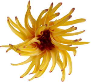 12 SZT. FENIX YELLOW ŻÓŁTA GŁÓWKA WYROBOWA