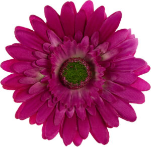 24 SZT. GERBERA FUCHSIA FUKSJA GŁÓWKA WYROBOWA