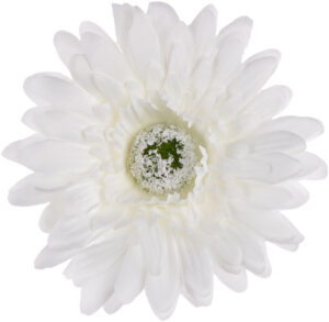 24 SZT. GERBERA WHITE BIAŁA GŁÓWKA WYROBOWA