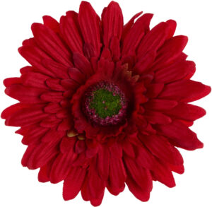 24 SZT. GERBERA RED CZERWONA GŁÓWKA WYROBOWA