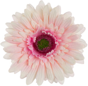 24 SZT. GERBERA POWDER PINK KREM RÓŻ GŁÓWKA WYROBOWA