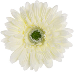 24 SZT. GERBERA CREAM KREMOWA GŁÓWKA WYROBOWA