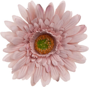 24 SZT. GERBERA DELICATE BROWN GŁÓWKA WYROBOWA