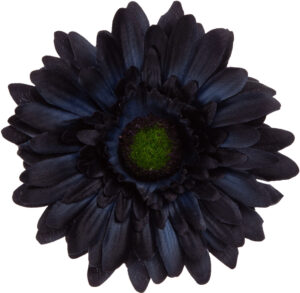 24 SZT. GERBERA BLUE BLACK GRANATOWA CZARNA GŁÓWKA WYROBOWA
