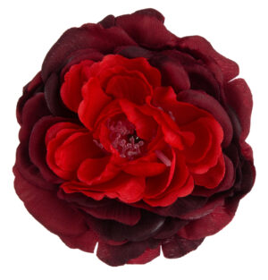 24X PEONIA PEŁNIK JASKIER GŁÓWKA WYROBOWA CZERWONA BORDO