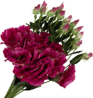 12X EUSTOMA FUCHSIA GREEN FUKSJA GAŁĄZKA 48 CM