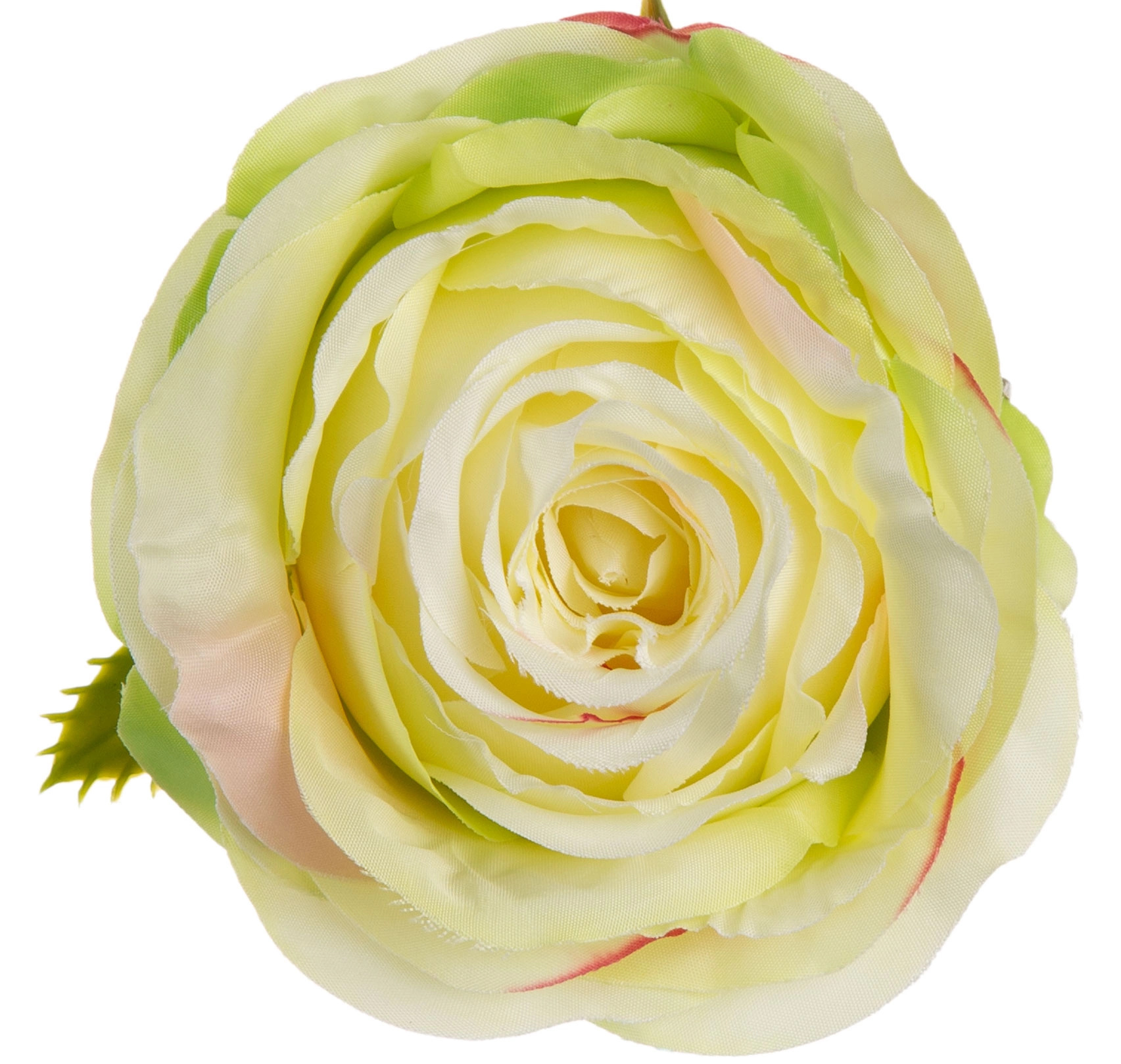 RÓŻA WYROBOWA LT GREEN EDGE PINK 12 SZT GŁÓWKA KWIATOWA PREMIUM - obrazek 3