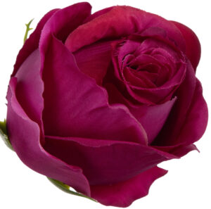 12 SZT. RÓŻA WYROBOWA SWEET FUCHSIA FUKSJA GŁÓWKA KWIATOWA