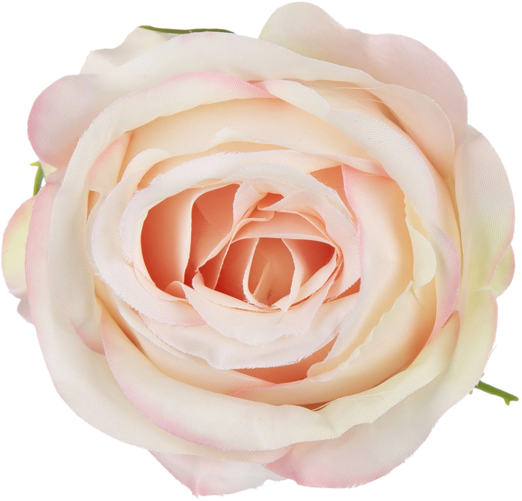 12 SZT. RÓŻA WYROBOWA APRICOT CREAM GŁÓWKA KWIATOWA - obrazek 3