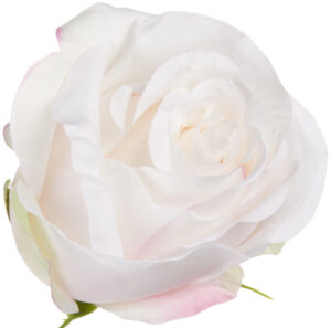 12 SZT. RÓŻA WYROBOWA CREAM POWDER PINK KREM RÓŻ GŁÓWKA KWIATOWA