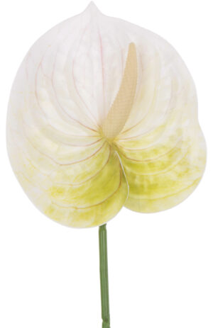 ANTURIUM BIAŁO - ZIELONE 60 CM KWIATY SZTUCZNE