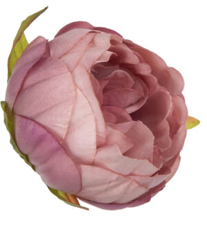 12X PEONIA PIWONIA AUTUM LT. PINK JESIENNY RÓŻ GŁÓWKA WYROBOWA